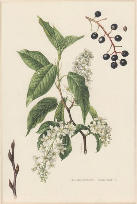 Prunus padus