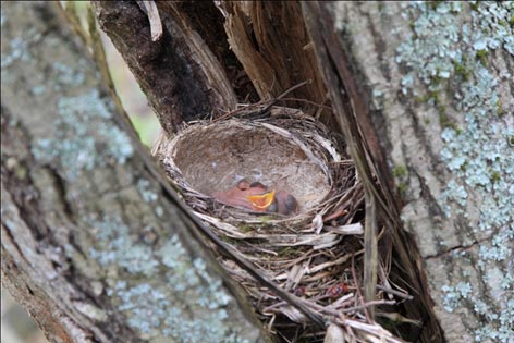 Гнездо певчего дрозда Turdus philomelos