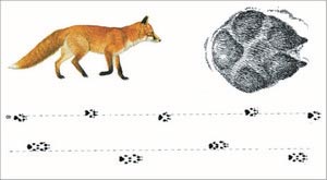 Отпечаток передней лапы лисицы и следовые дорожки: шаг  (задняя лапа попадает в след передней) и мелкая рысь.